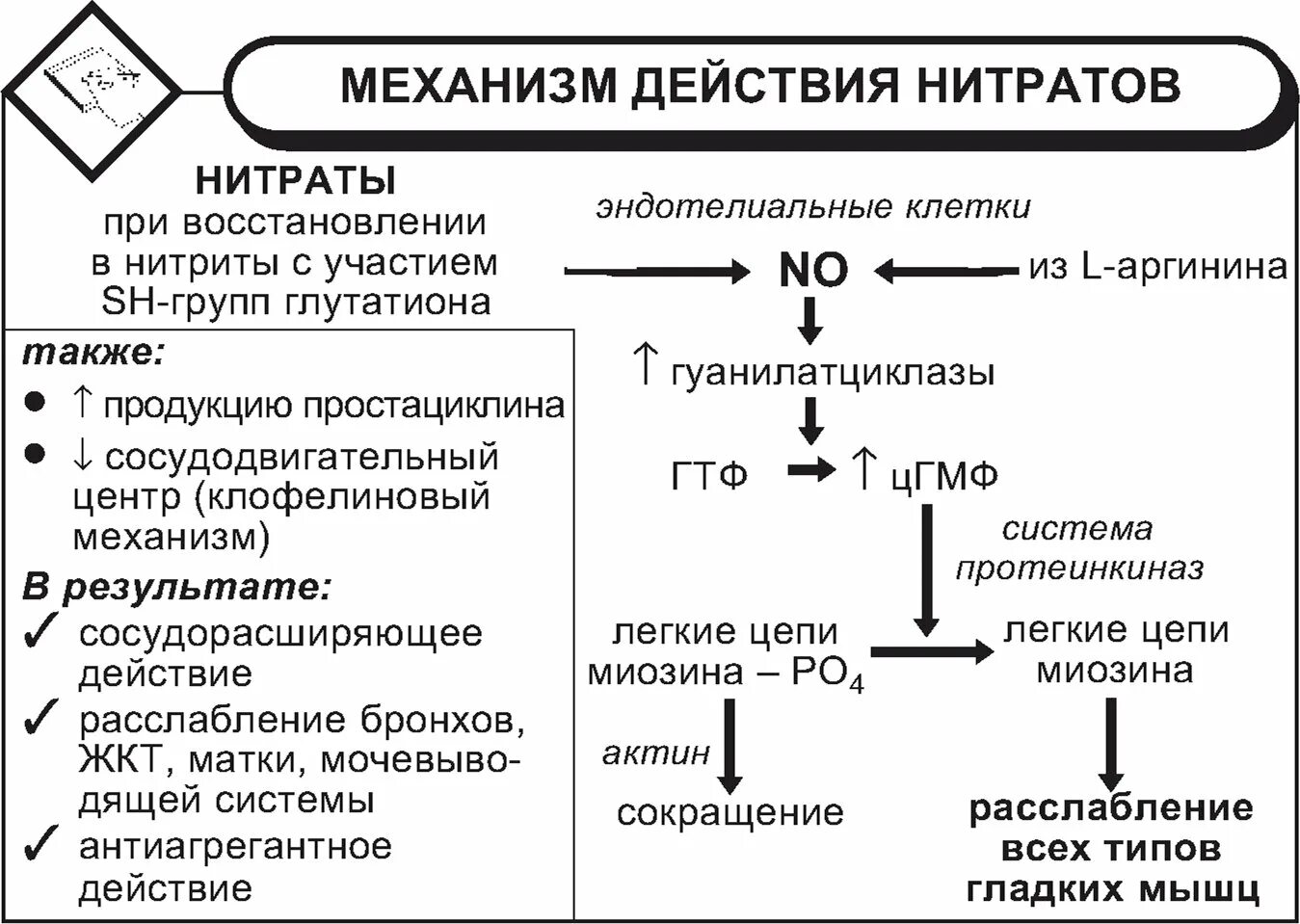 Синтез нитратов. Механизм антиангинального действия нитратов. Механизм сосудорасширяющего действия органических нитратов. 3. Основной механизм действия органических нитратов. Антиангинальный механизм действия органических нитратов.