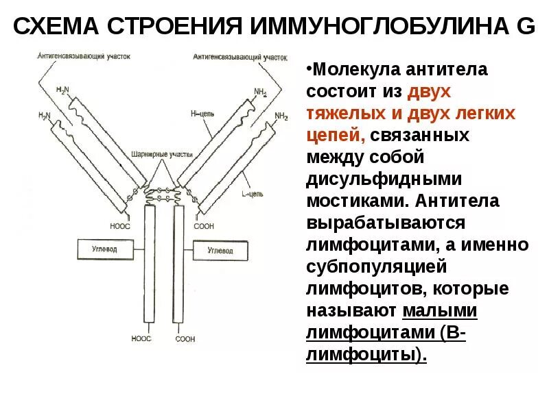 Схема строения молекулы иммуноглобулина g. Структура иммуноглобулина. Схема строения антител (иммуноглобулина g). Структура иммуноглобулина биохимия.