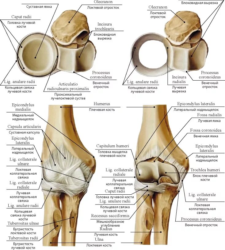 Анатомия локтевого сустава анатомия. Локтевой сустав костная анатомия строение. Связки локтевого сустава анатомия. Локтевой сустав анатомия суставная капсула. Соединения локтевой кости