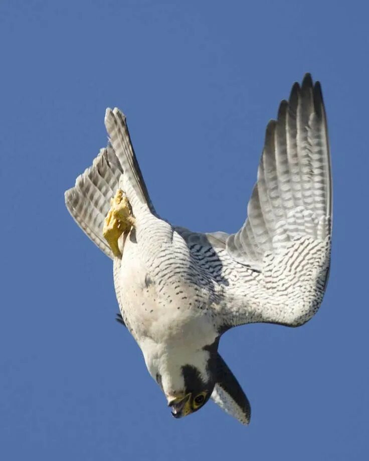 Сапсан птица. Сокол Сапсан. Сокол Сапсан фото. Синий Сапсан птица. Fastest bird