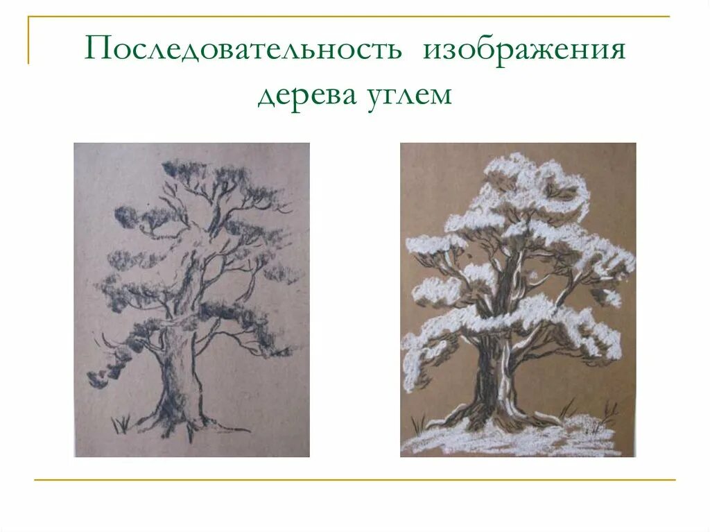 Рисунок дерева 6 класс изо. Деревья углем. дерево рисунок углем. графика дерева 6 класс. пейзаж в графике.изо 6 класс презентация.