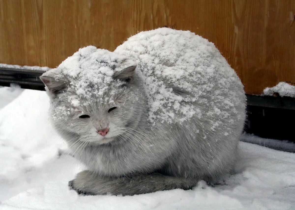 Снег голодный. Кот замерз. Кошки зимой. Замерзшие коты.