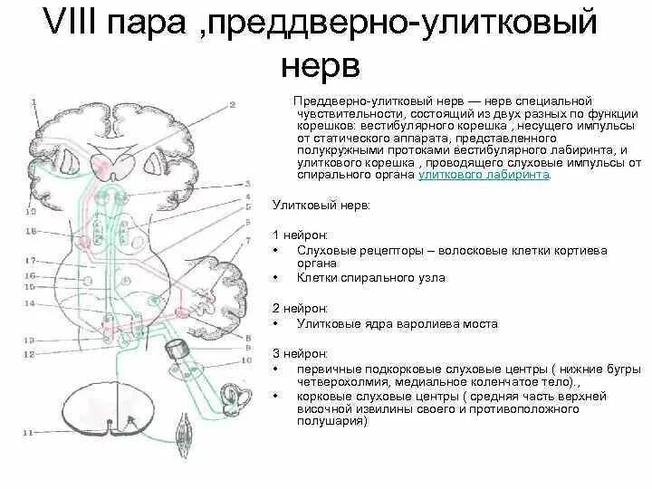 Преддверно улитковый черепной нерв. Преддверно улитковый черепной нерв