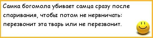 Самки богомолов съедают самца после спаривания. Самка богомола после спаривания.