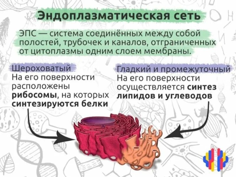 Эндоплазматический ретикулум строение. Эндоплазматическая сеть ЭПС строение. Шероховатая эндоплазматическая сеть функции. Функции энодоплазматического реткулума растительной клетки. Канал эндоплазматической сети