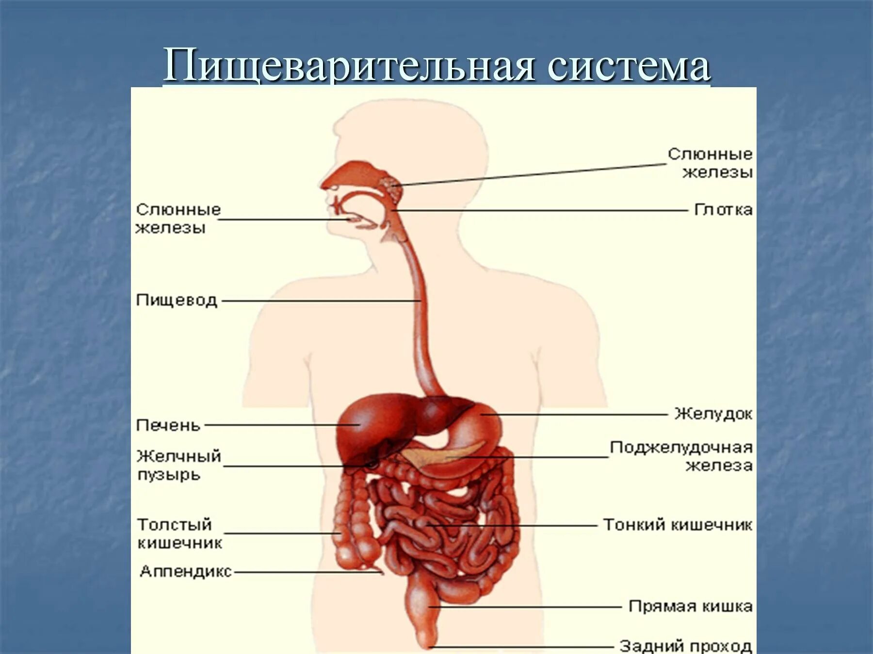 Строение пищеварительной системы человека фото. Пищеварительная система человека схема. 3 Пищеварительной системы анатомия. Пищеварительная система человека схема 3 класс окружающий мир. Проблемы пищеварительной системы