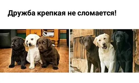 Дружба крепкая не сломается