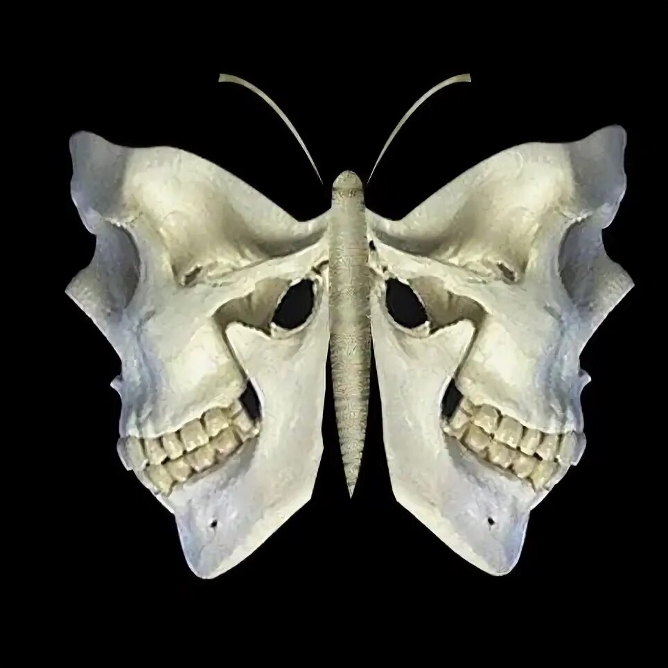 Pin by Talia Hammond on Tattoos in 2022 Skull butterfly tattoo, Animal tattoos, 
