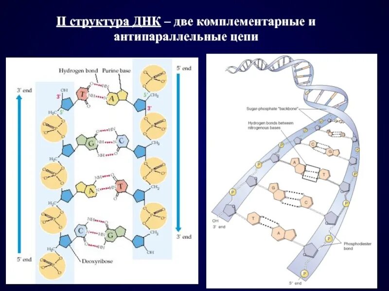 Антипараллельная структура ДНК. Антипараллельность цепей ДНК. Строение цепи ДНК. Комплементарная цепь ДНК.