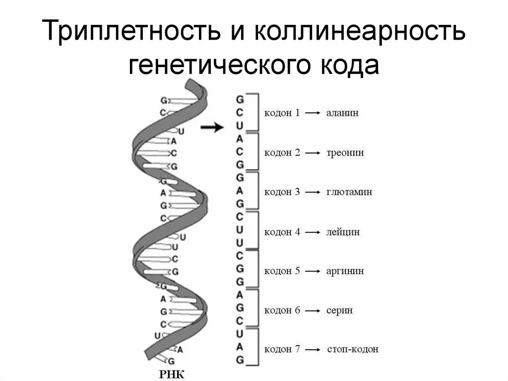 Триплетность. Триплетность ген кода. Триплетность и коллинеарность генетический код. Триплетность ДНК. Ген паролей