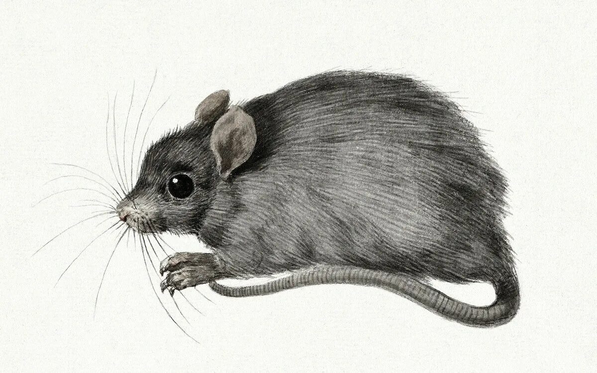 A mouse