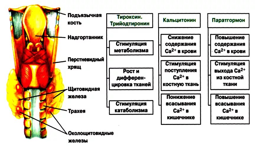 Паращитовидные железы гормоны. Функции гормонов щитовидный и паращитовидной железы.. Функции гормонов щитовидной железы и паращитовидная железы. Щитовидная железа гормоны и функции таблица. Гормоны щитовидной и паращитовидной желёз и их функции схема.