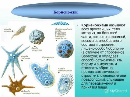 Амеба обитает в пресных водоемах