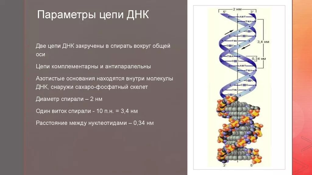 Как называются цепи днк. Цепочка ДНК. Цепочка ДНК человека. Цепочка молекулы ДНК. Параметры цепи ДНК.