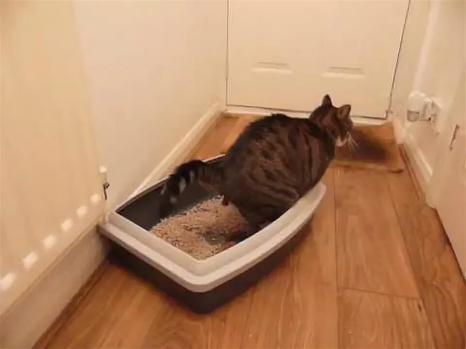 Кот нагадил мимо. Кошачий лоток с какашками. кот какает в лоток. посрал в кошачий лоток. кошачий туалет с какашками.