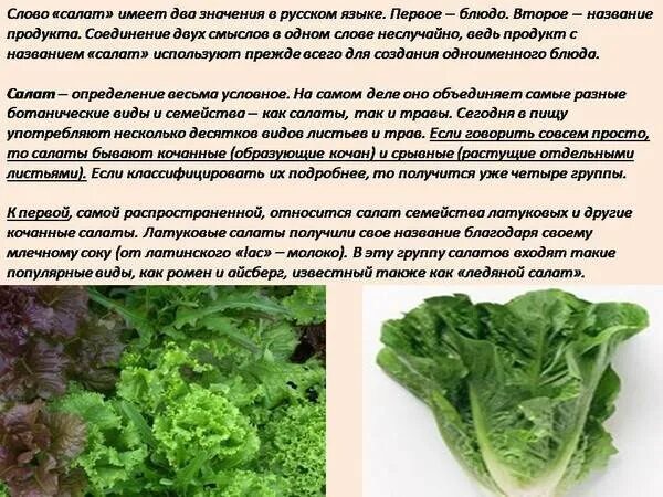 Сколько можно есть салата. Виды салатов. Салатный лист полезные. Салат листовой. Листья зелени для салатов названия.