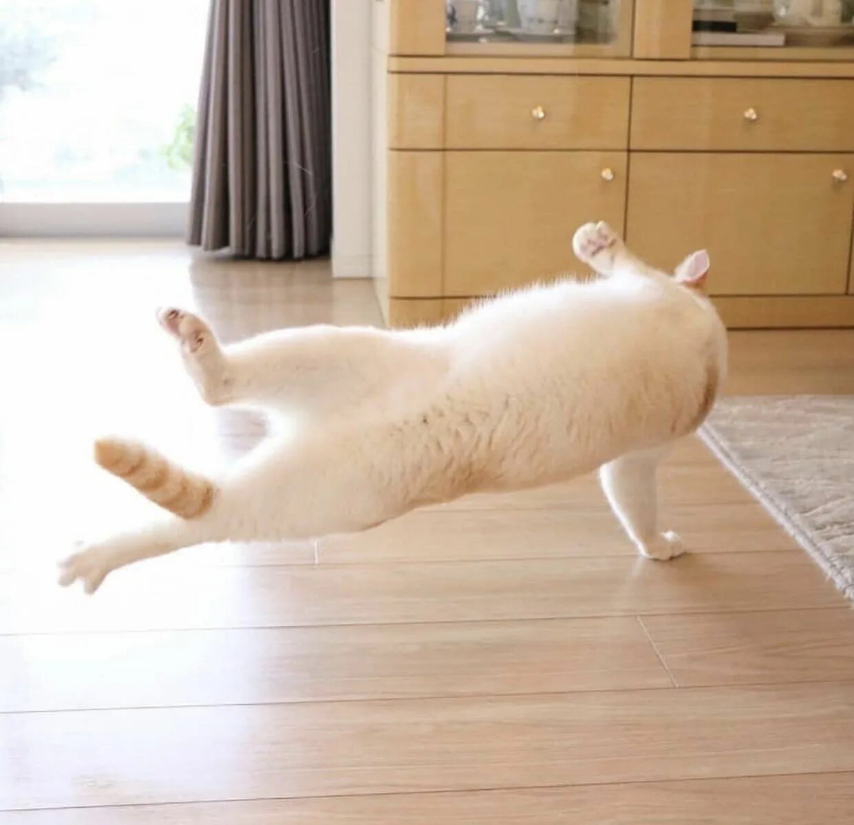 Cat dancing speed up