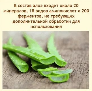Что делать с листьями алоэ