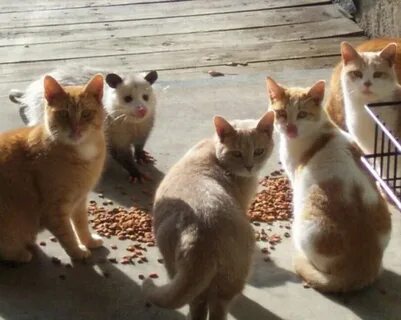 Среди кошек