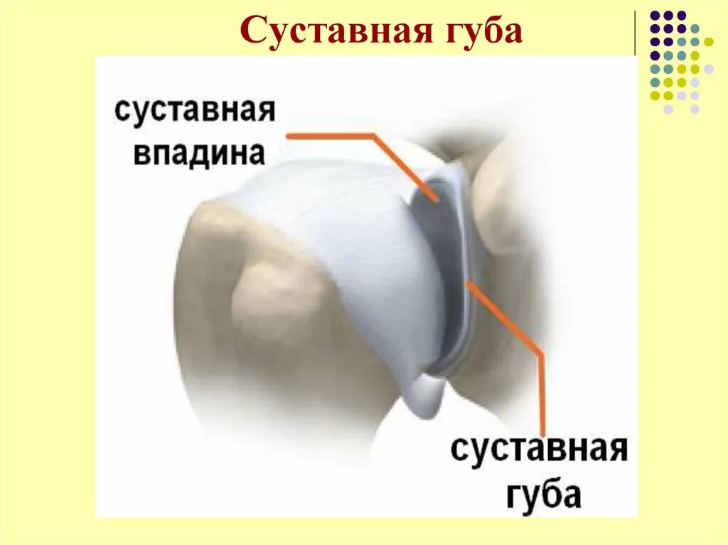 Суставная губа плечевого сустава анатомия. Хрящевая суставная губа плечевого сустава. Губа гленоида плечевого сустава анатомия. Фиброзно-хрящевая губа гленоида плечевого.