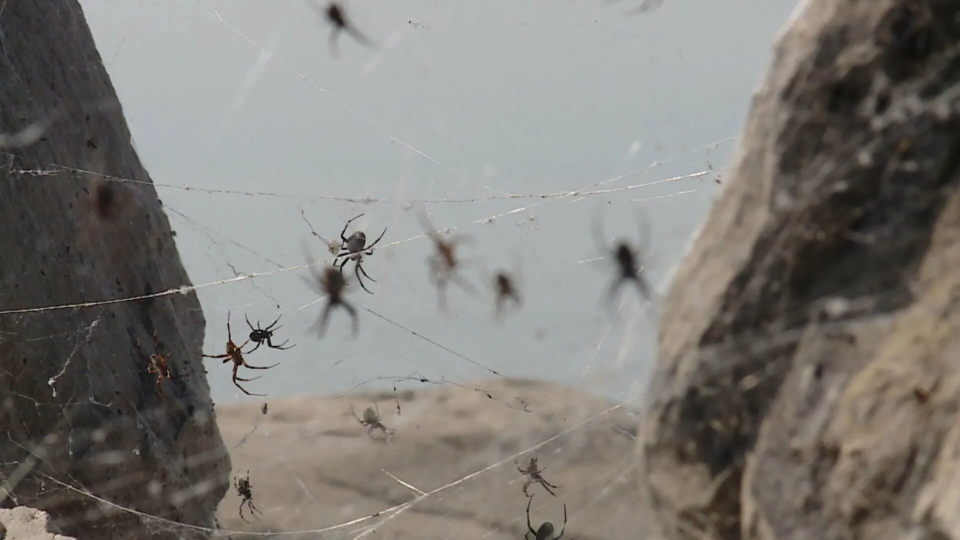 Spider island. Паучий остров Айтолико. Остров Айтолико Нашествие пауков. Остров Айтолико с пауками. Айтолико остров пауков 2022.