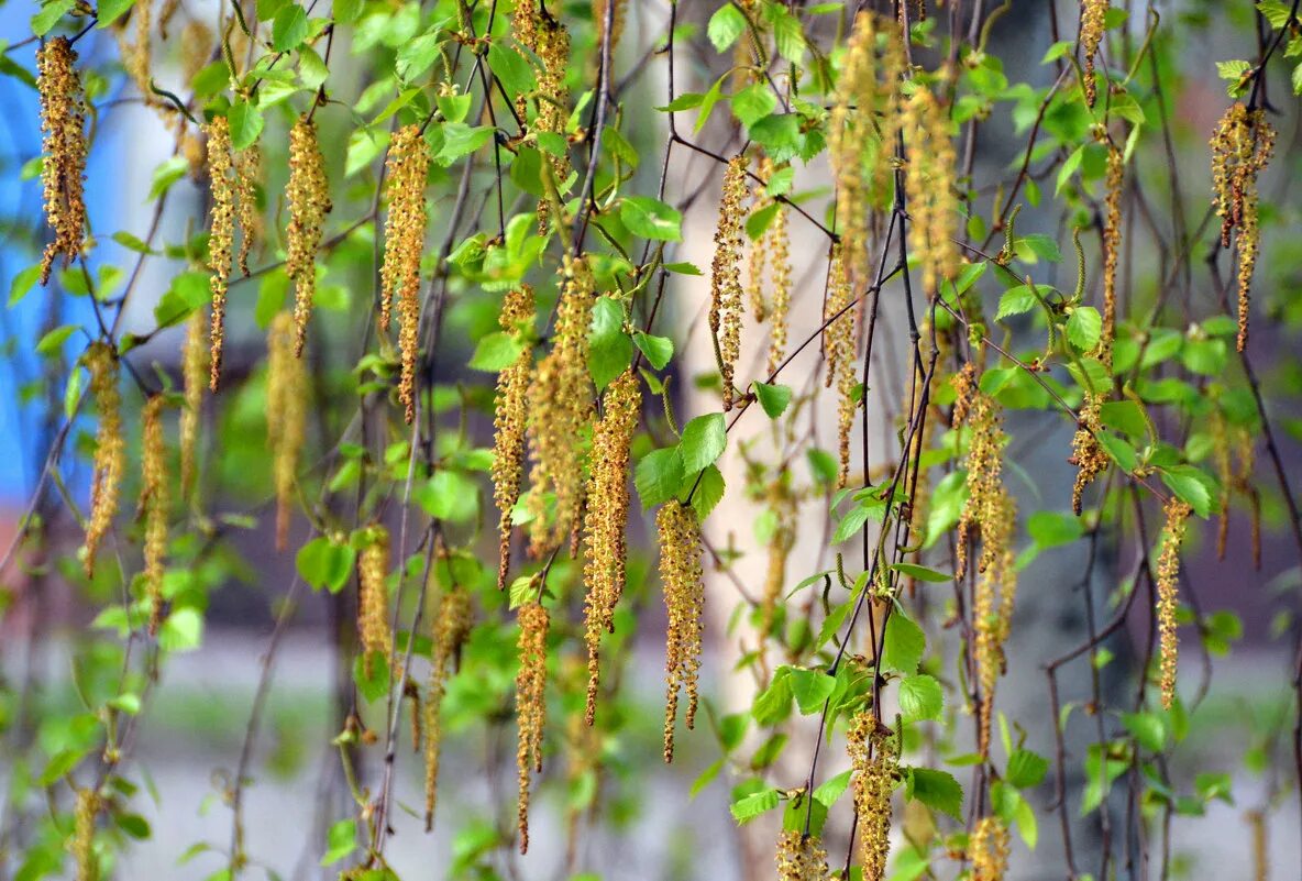 Весенняя березка плакучая. Береза повислая цветение. Когда распускается береза. Берёза повислая весной. Береза бородавчатая цветение.