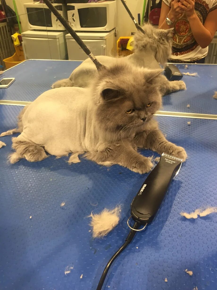 Где можно подстричь кота. Стрижка кота. Приспособление для стрижки котов. Как подстричь кота. Стригут котов.