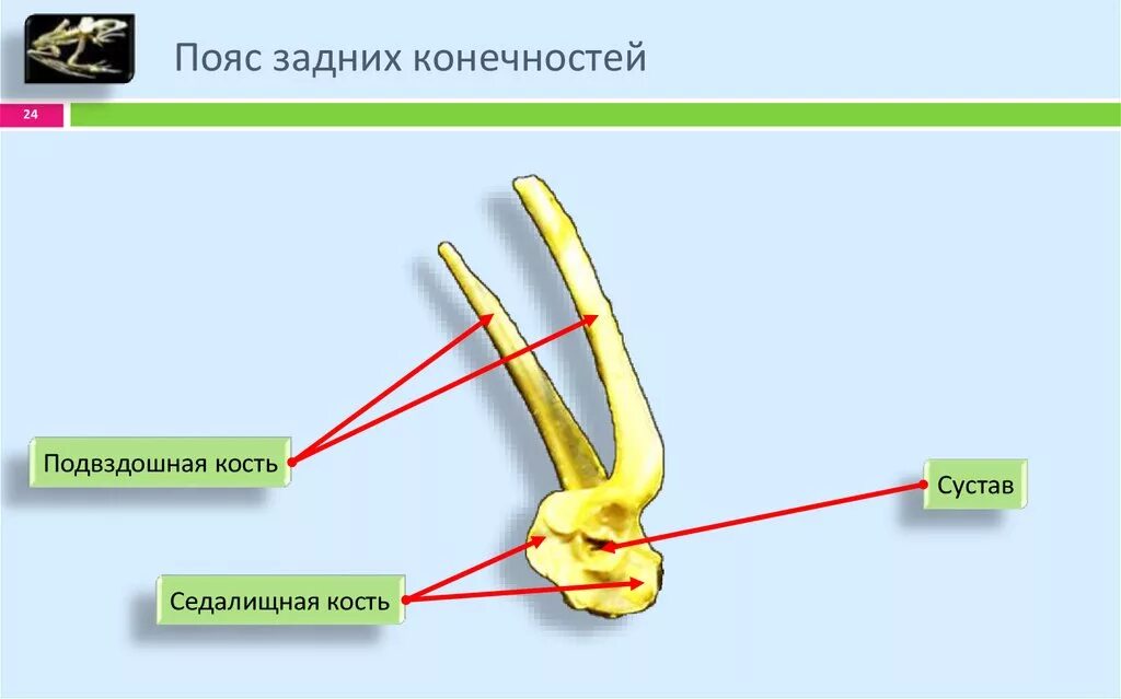 Пояс задних конечностей у амфибий. Строение пояса задних конечностей лягушки. Пояс задних конечностей у земноводных. Пояс задних конечностей у земноводных 7 класс.