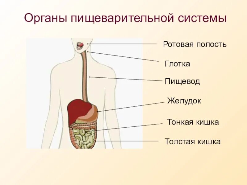 Пищеварительная система человека схема 3 класс окружающий мир. Ротовая полость глотка пищевод желудок. Пищеварительная система ротовая полость глотка пищевод желудок. Система органов пищеварения рисунок. Пищеварительная система полости рта