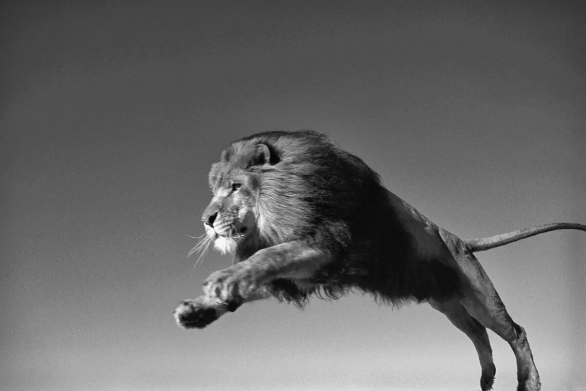 Pin by Sam Borg on Inspiration: Animals: Mammals Wildlife animals, Feline, Mamma
