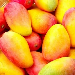 Mangos mangos slowed