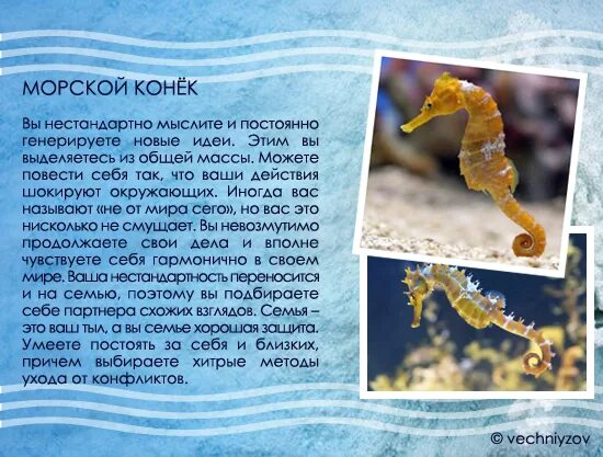 Морской конек краткое описание для детей. Рассказ о морском коньке. Морские коньки описание. Морские коньки описание. Морские коньки описание.