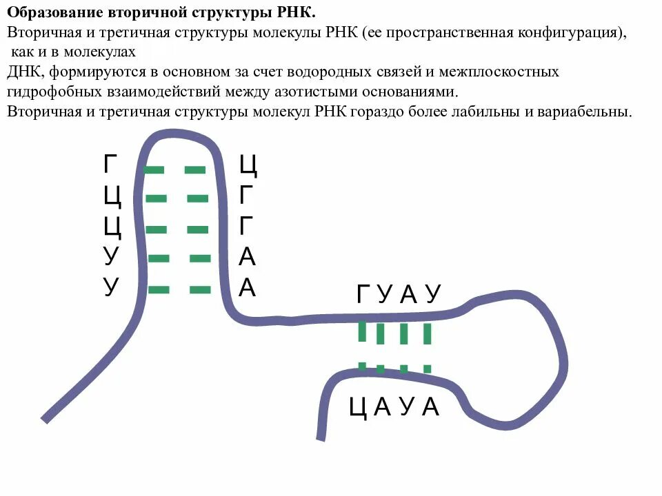 Структуры РНК первичная вторичная и третичная. РНК структура молекулы РНК. Первичная и вторичная структура РНК биохимия. Вторичная структура РНК формула.