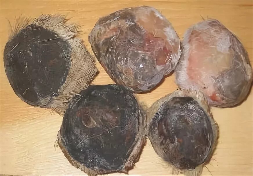Мускус кабарги железа. Мускусная железа кабарги. Черный мускус кабарги. Мускусные железы кабарги. Мускус кабарги.
