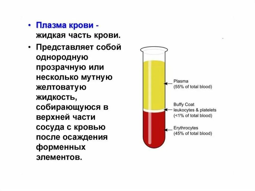 Форма плазмы крови. Состав плазмы крови КРС. Форма плазмы в крови человека. Жидкая часть крови  —  плазма состав. Как выглядит плазма крови человека.