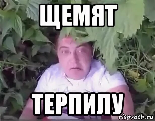 Терпило