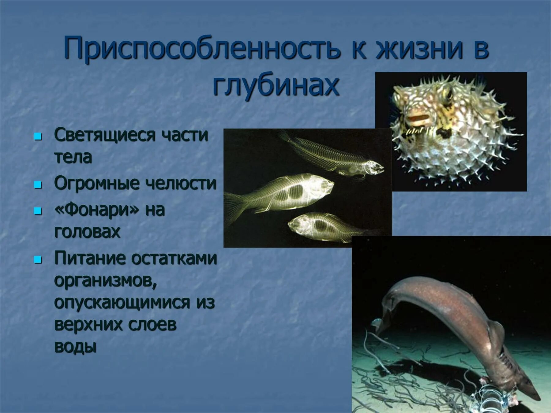 Организмы не способные к активному плаванию. Приспособленностьк жизнивглбинах. Обитатели воды. Животные приспособленные к жизни в воде. Обитатели толщи воды.