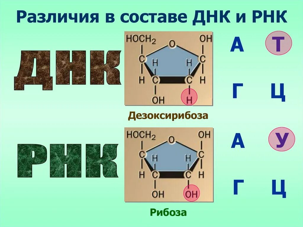 Рибоза состоит из. Рибоза и дезоксирибоза в ДНК И РНК. Рибоза ДНК или РНК. Рибоза в РНК. 2 Дезоксирибоза.