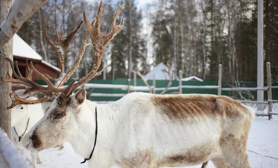 Ферма Северный олень Анциферово. Ферма оленей в Анциферово. Оленья ферма Северный олень Орехово-Зуево. Ферма оленей в Подмосковье Анциферово. Оленья ферма московская