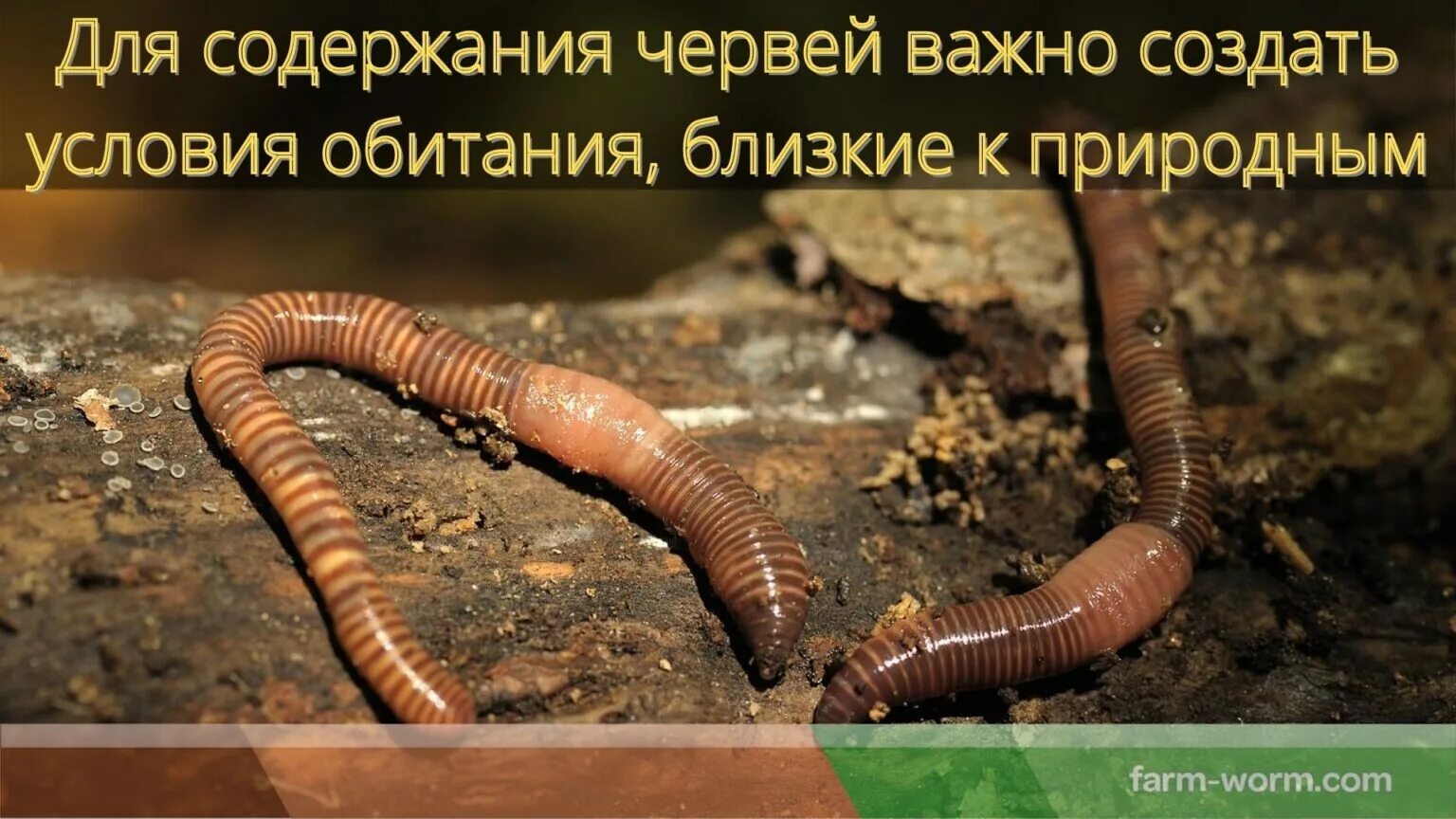 Дождевой червь это какой червь. Малощетинковые дождевой червь. Эйзения Малевича (Eisenia Malevici).