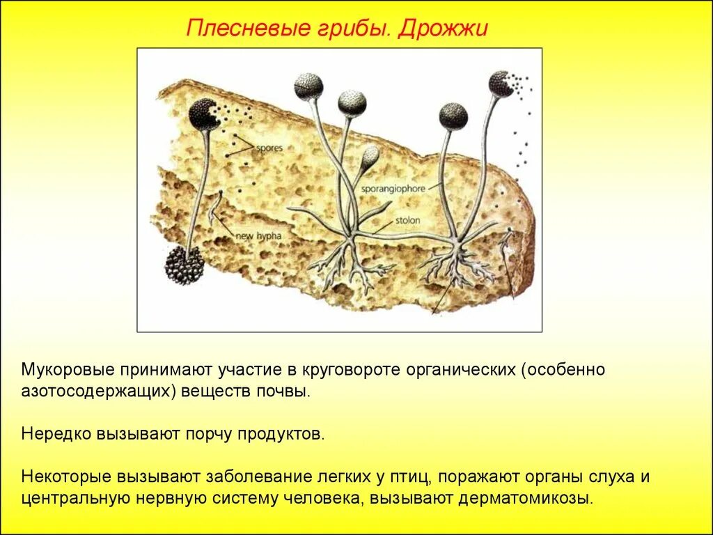 Каково значение мукора в жизни человека. Плесневые грибы. Строение плесневого гриба. Плесневые и дрожжевые грибы. Строение плесневых грибов и дрожжей.