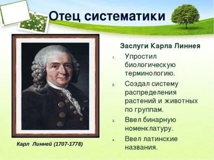 Сообщение развитие систематики