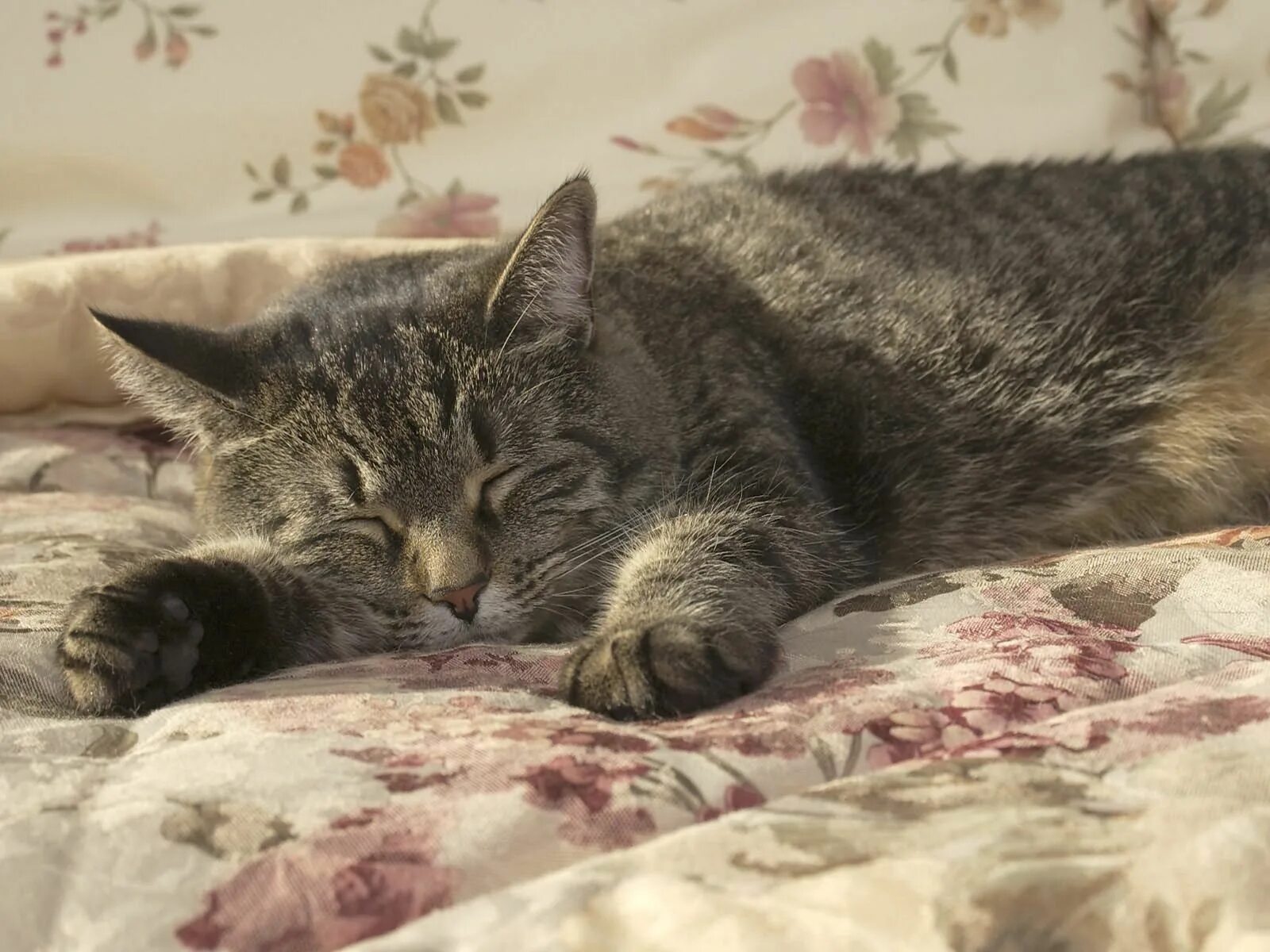 Покажи спящего кота