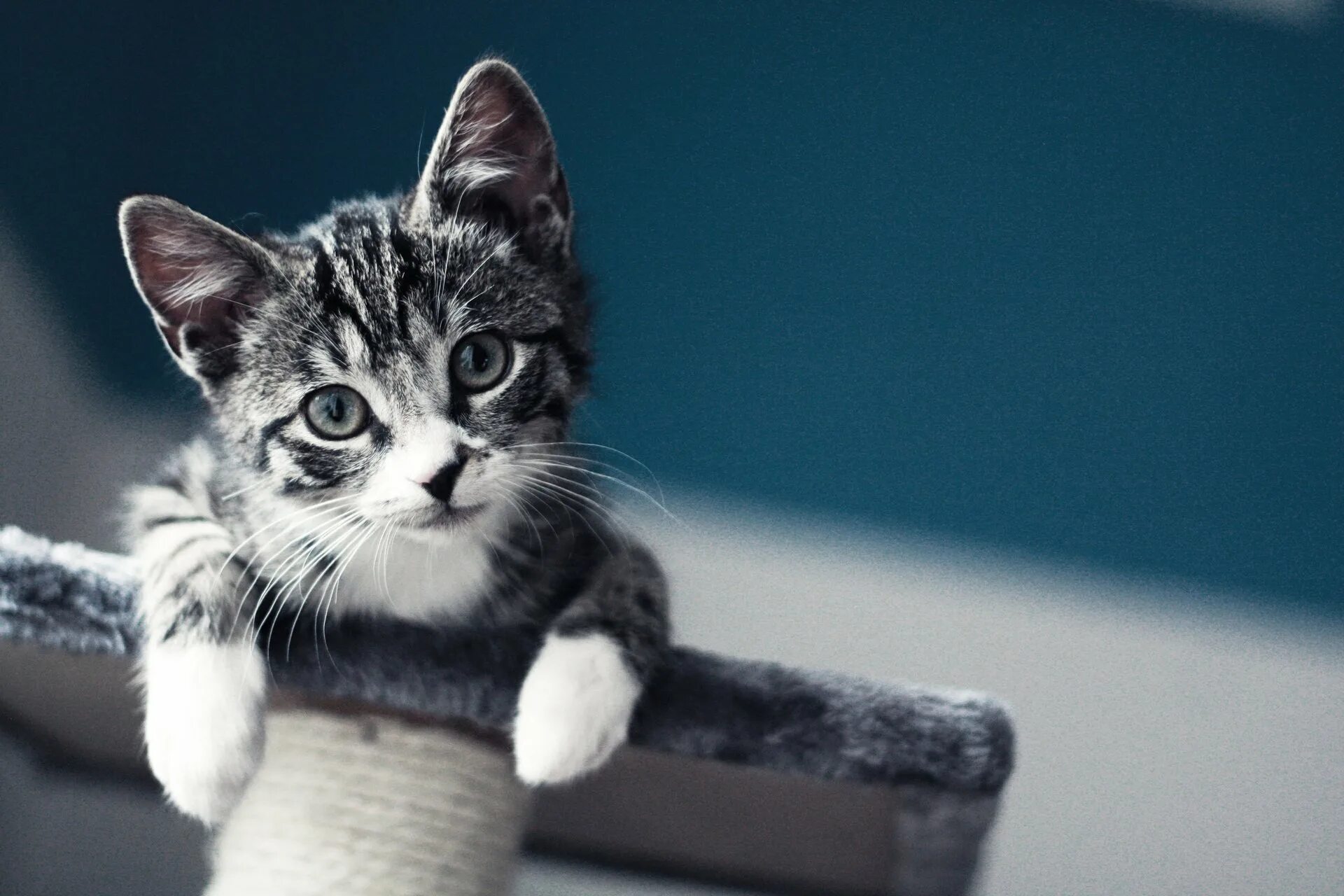 Кот на заставку. Котята. котики. красивые кошки на аву. что такое пустота это дом где нет кота.