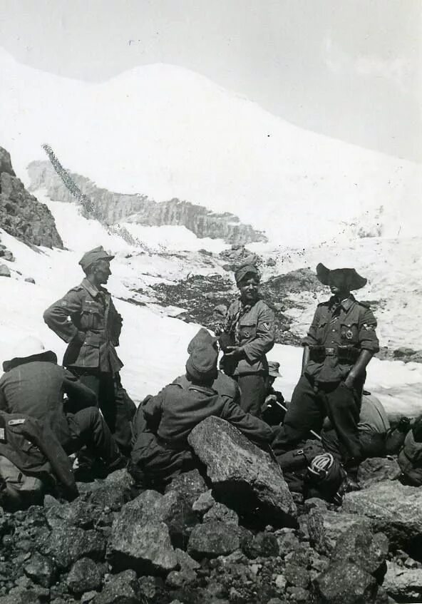 Рододендроны в домбае. Цветок эдельвейс на эльбрусе. Горные егеря эдельвейс на кавказе. Битва за кавказ 1942-1943 эдельвейс. Рододендрон эльбрус.