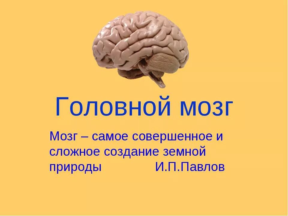 Цитаты про мозги. Стихи про мозг. Интересные факты о головном мозге. Стихи про мозг. Интересные факты о головном мозге.