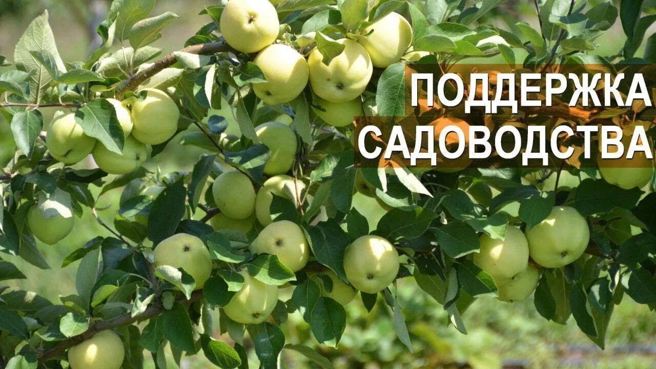 Развитие огородничества. Фруктовые сады в краснодарском крае. Сады кчр. Яблочный сад фото. Тамбовский питомник саженцев.