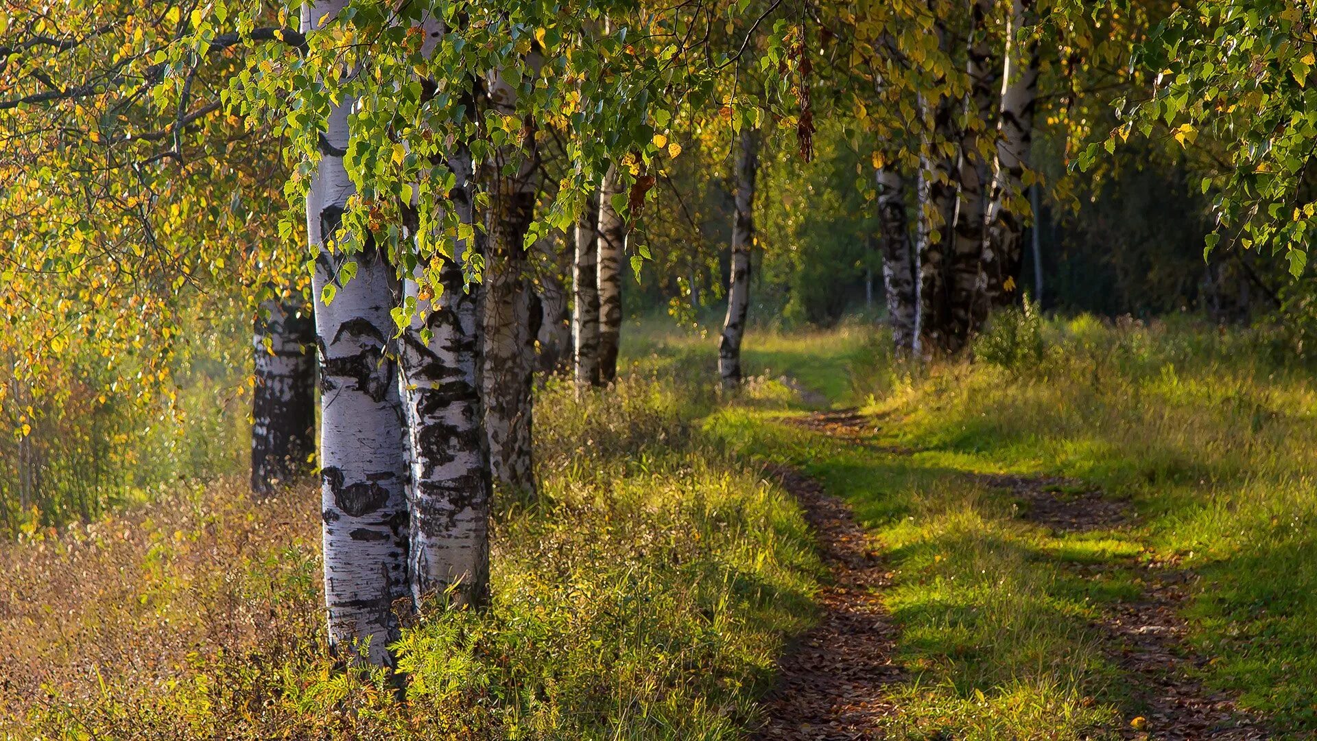 Березовая роща Брянск. Березовый лес Брянск. Пушгоры береза. Отговорила роща Золотая Пономаренко. Березки октябрьский