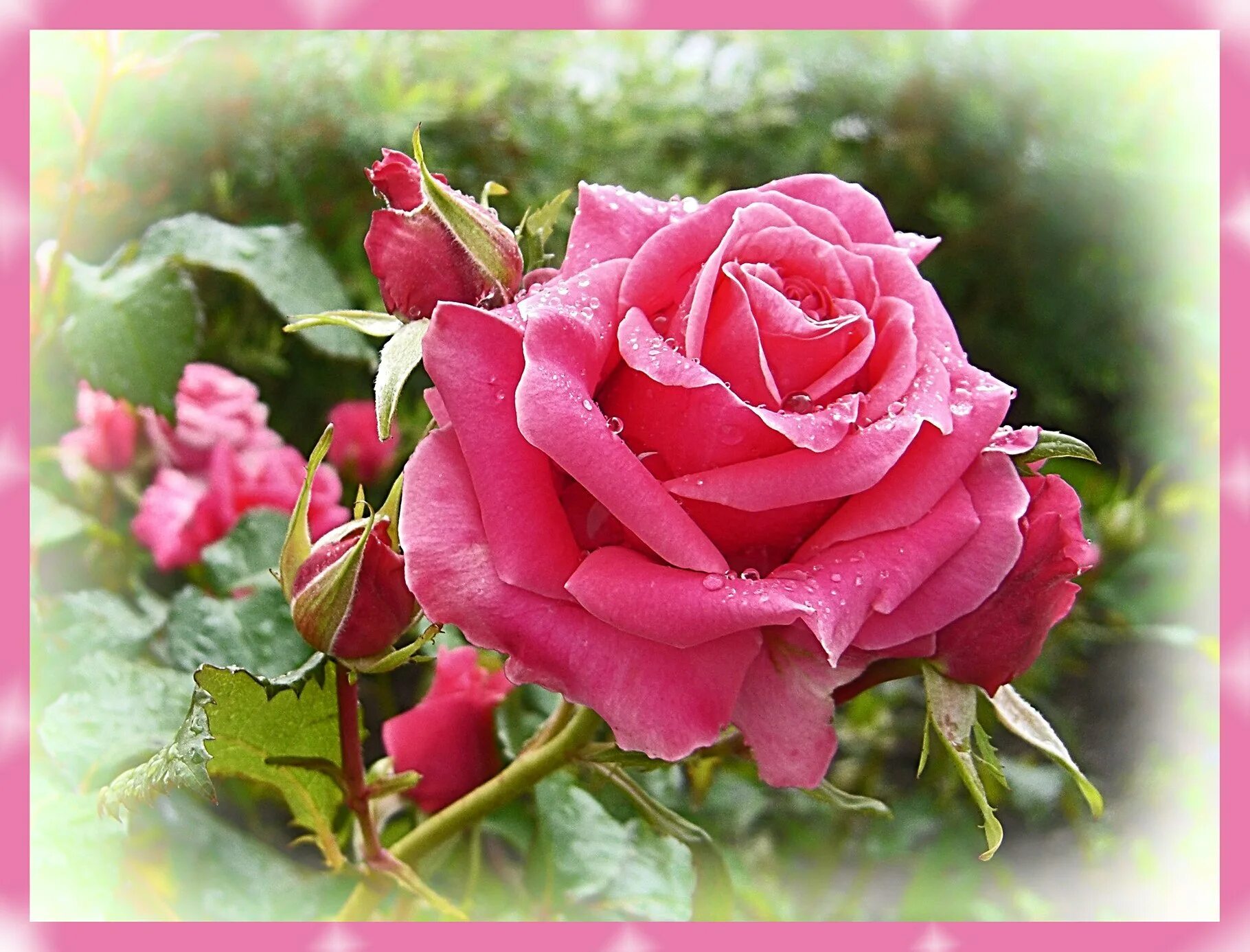 Открытки розы красивые с добрым утром. Доброе утро розы. Доброе утро красивые розы. Доброго дня розы. Красивые розы с добрым утром.