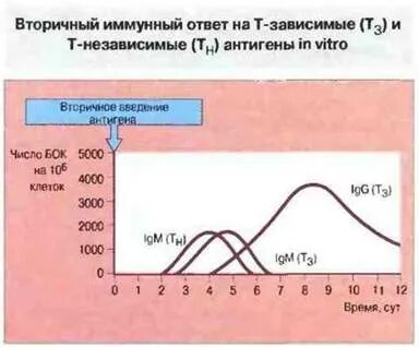 Т зависимый и т независимый иммунный ответ